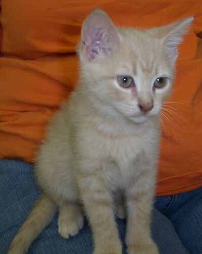 Gustav (Gus)