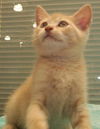 Gustav (Gus)