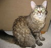 Meeka