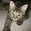 Meeka