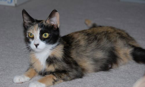 Miss_Kitty