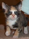 Pixie
