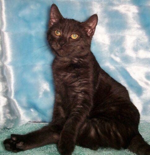 Merlin