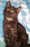 Merlin