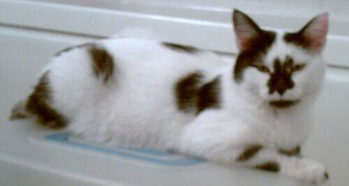 Dottie