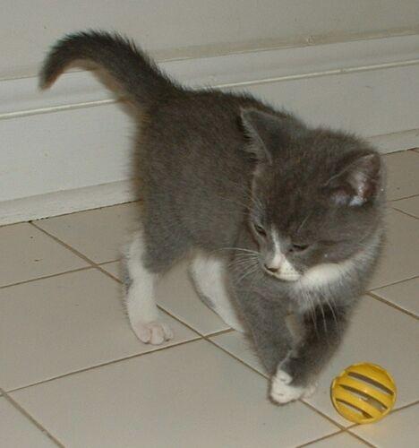 Mia
