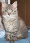 Alonzo