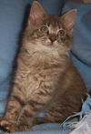 Alonzo
