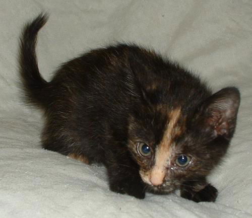 Hershey