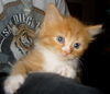 Buttercup