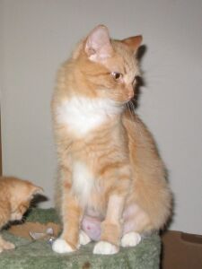 Ginger