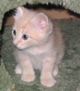 Lucinda