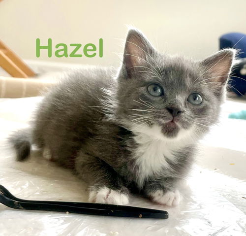 Hazel