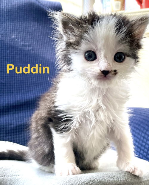 Puddin