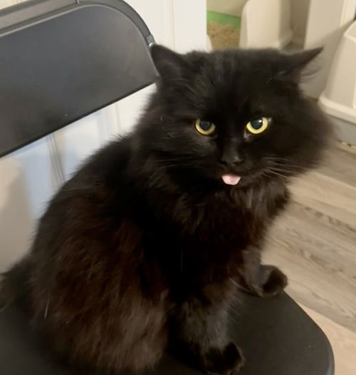 Pumba