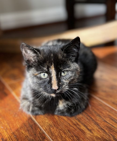 Princess Thunder
