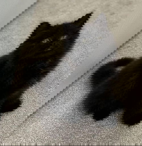 Mink