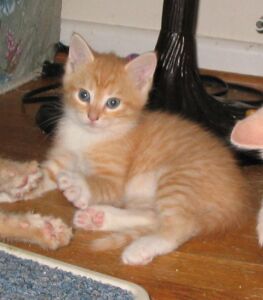 Guinevere
