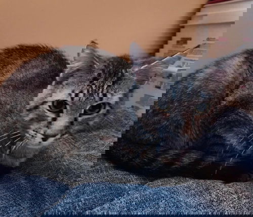 Gus