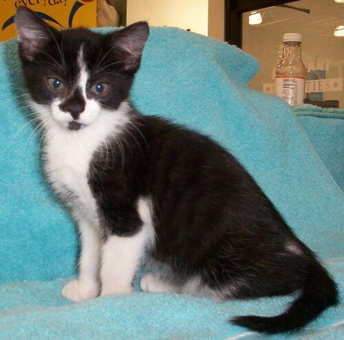 Mr Jack