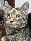 adoptable Cat in centreville, VA named Gabby