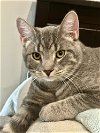 adoptable Cat in centreville, VA named Dash