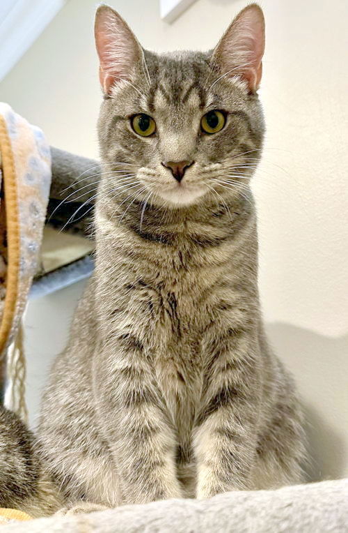 adoptable Cat in Centreville, VA named Dash