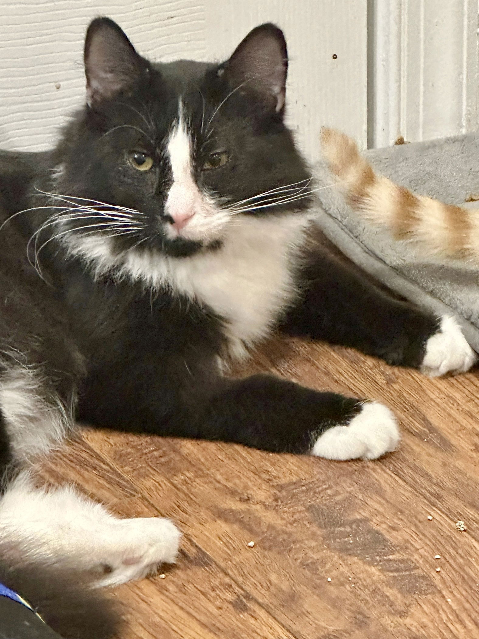 adoptable Cat in Centreville, VA named Sammie