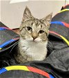 adoptable Cat in centreville, VA named Gemma