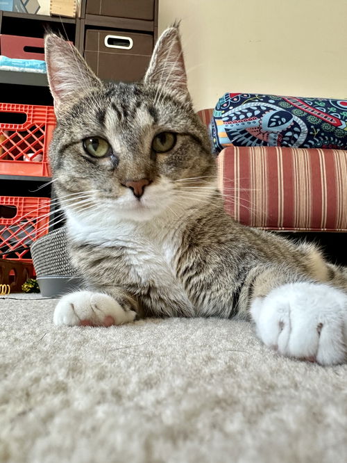 Gemma