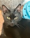 adoptable Cat in centreville, VA named Cinder