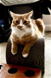 adoptable Cat in centreville, VA named Odin