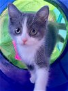 adoptable Cat in centreville, VA named Pixie