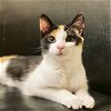 adoptable Cat in centreville, VA named Penelope