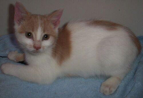 Meredith