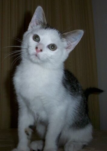 Baxter