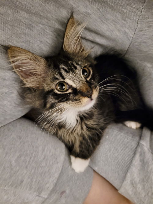 Gizmo