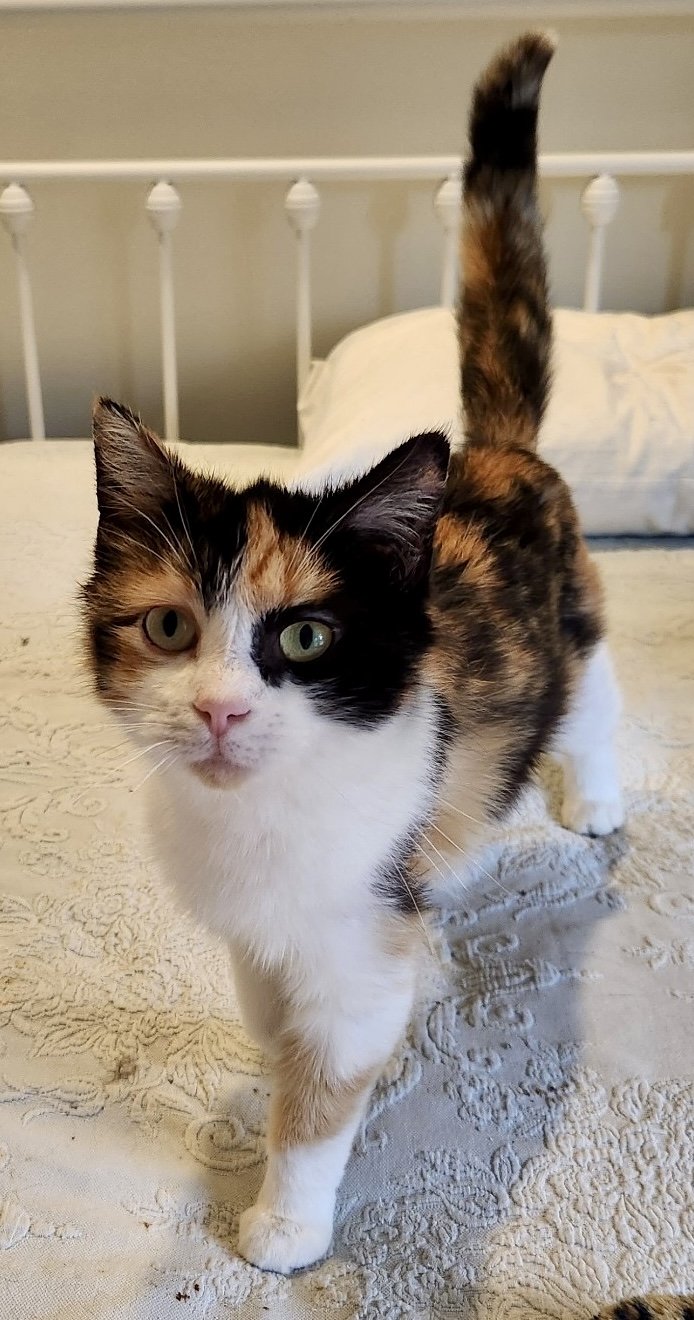 adoptable Cat in Centreville, VA named Jade