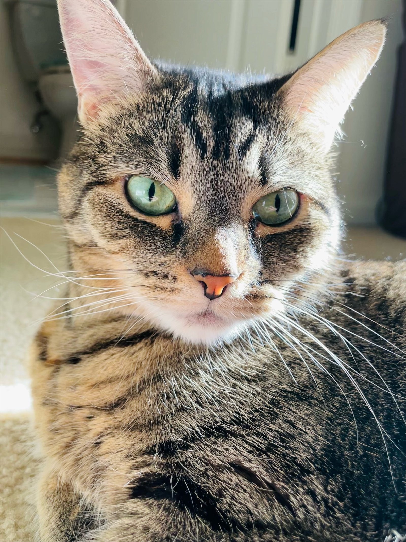 adoptable Cat in Centreville, VA named Somerset
