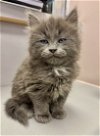adoptable Cat in , VA named Licorice