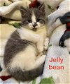 Jellybean