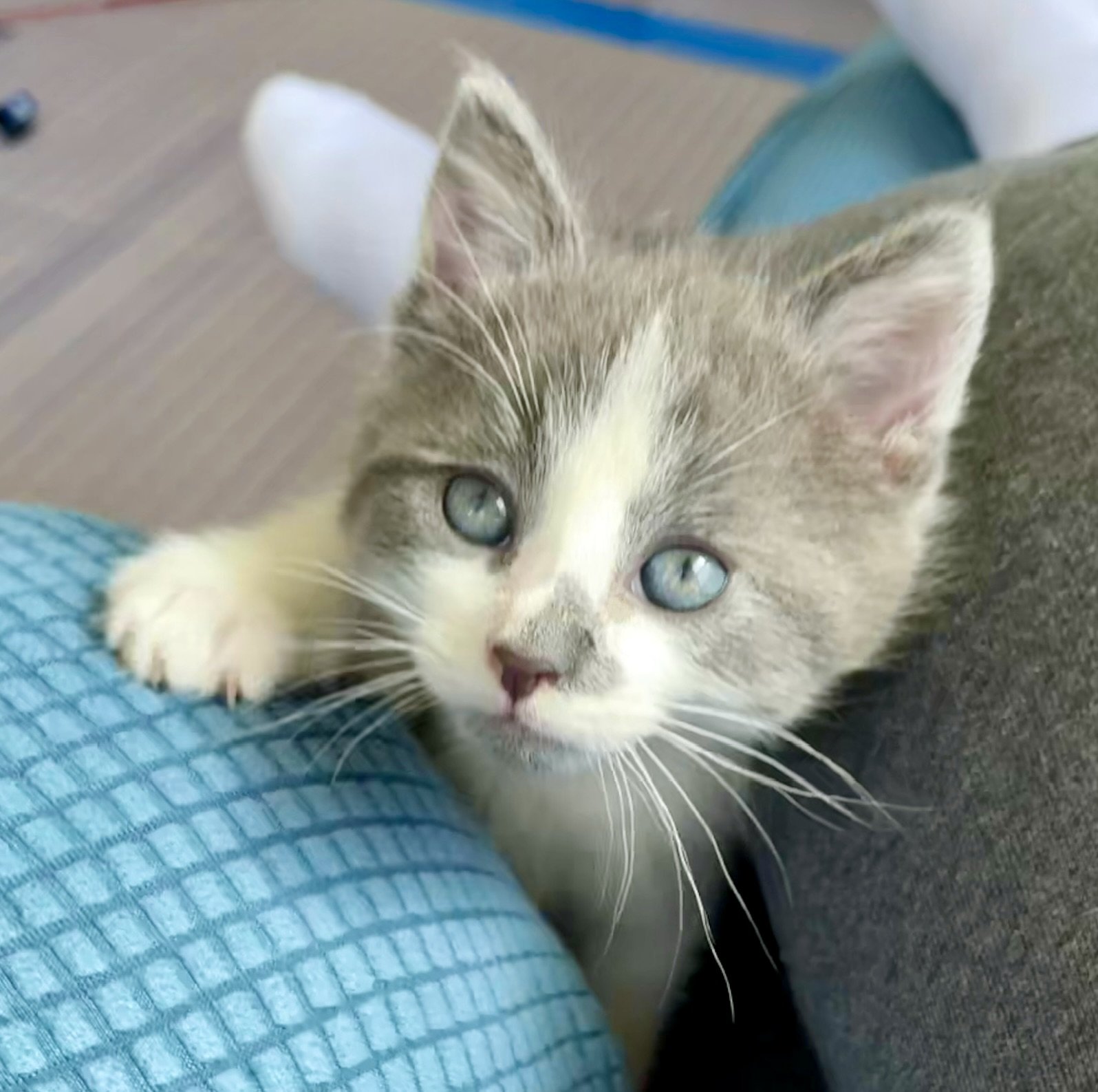 adoptable Cat in Centreville, VA named Jellybean