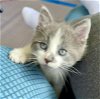 adoptable Cat in , VA named Jellybean
