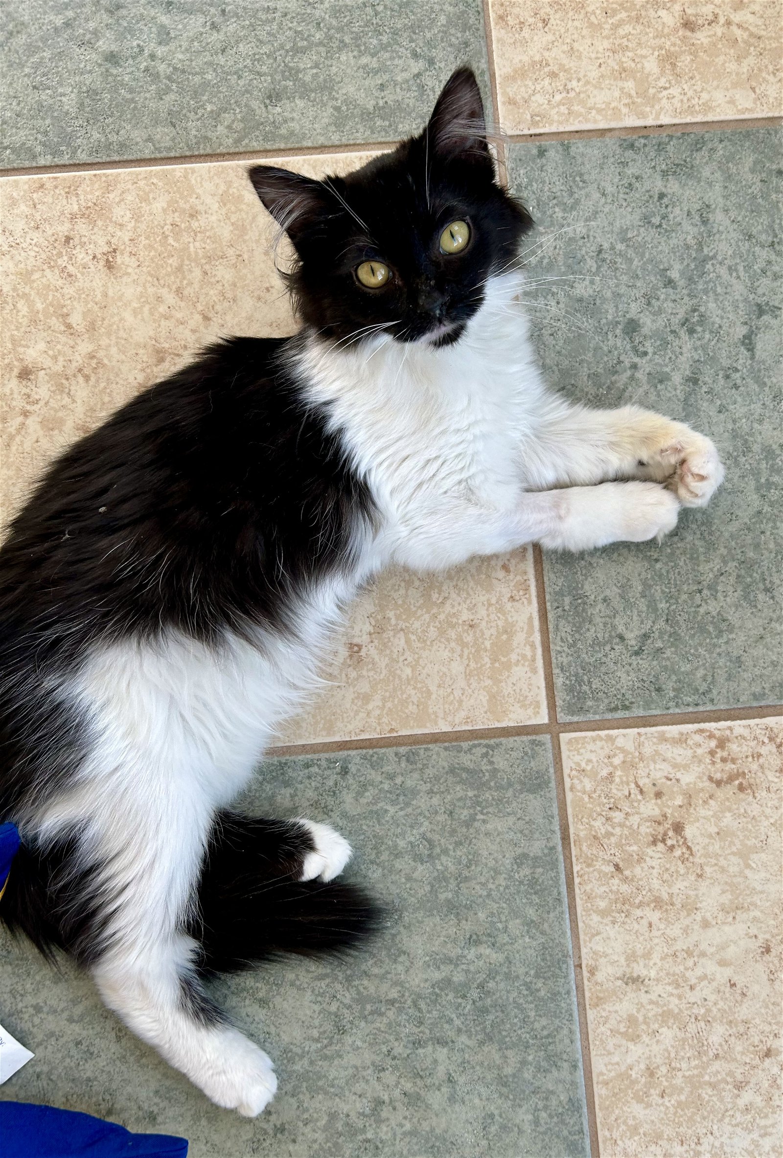 adoptable Cat in Centreville, VA named Desi