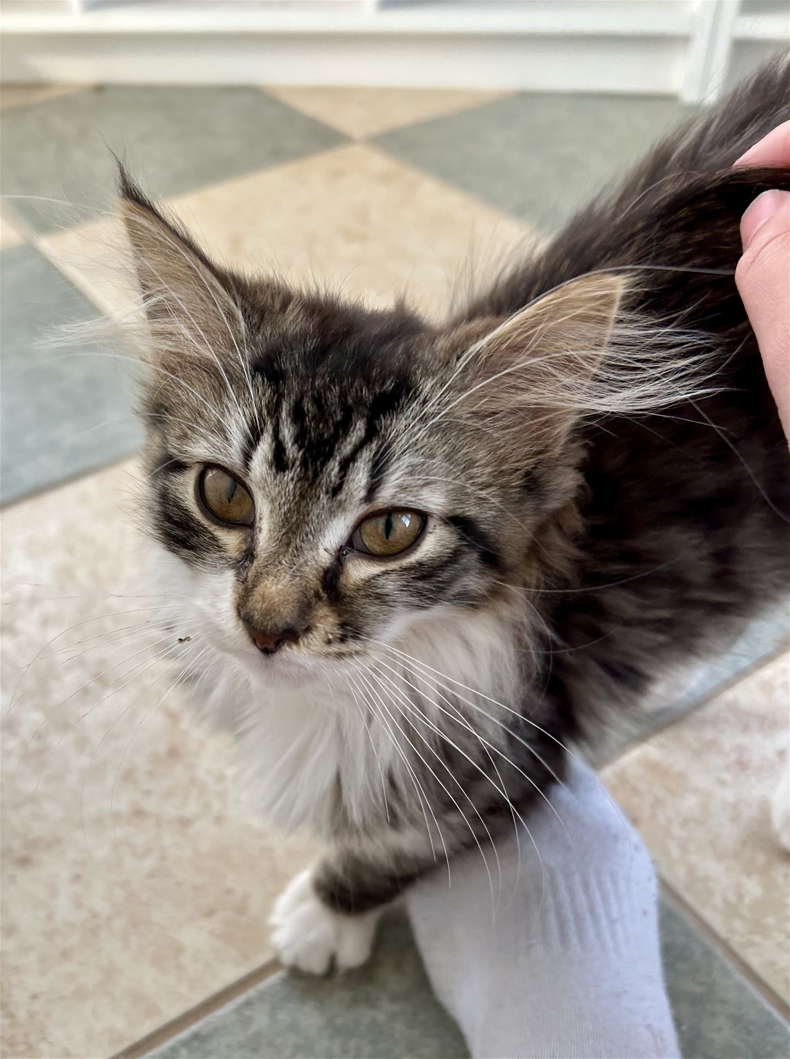 adoptable Cat in Centreville, VA named Jinx