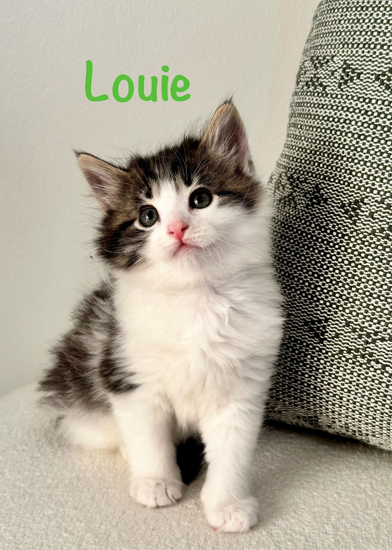 adoptable Cat in Centreville, VA named Louie