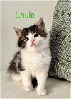 adoptable Cat in , VA named Louie