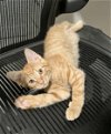adoptable Cat in centreville, VA named Linguini
