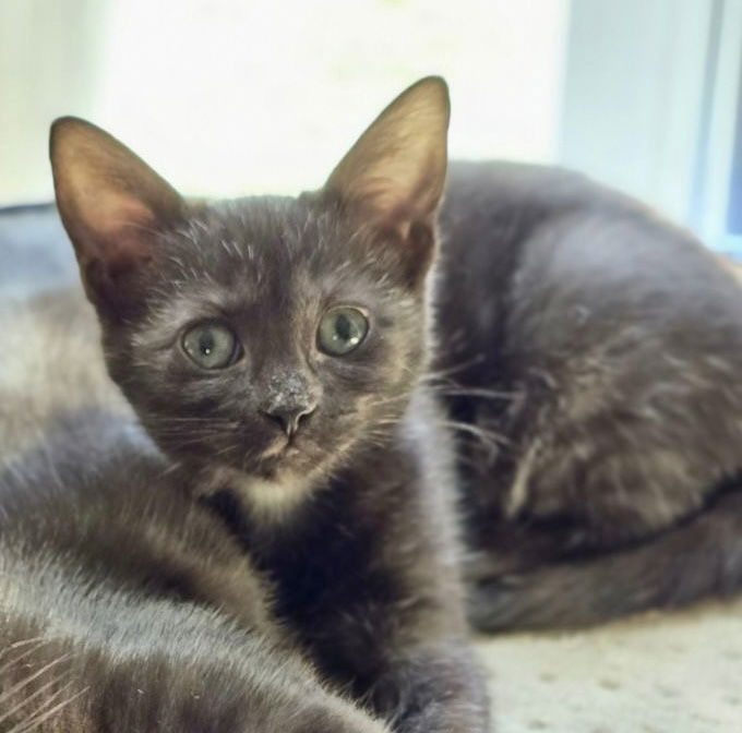 adoptable Cat in Centreville, VA named Juno