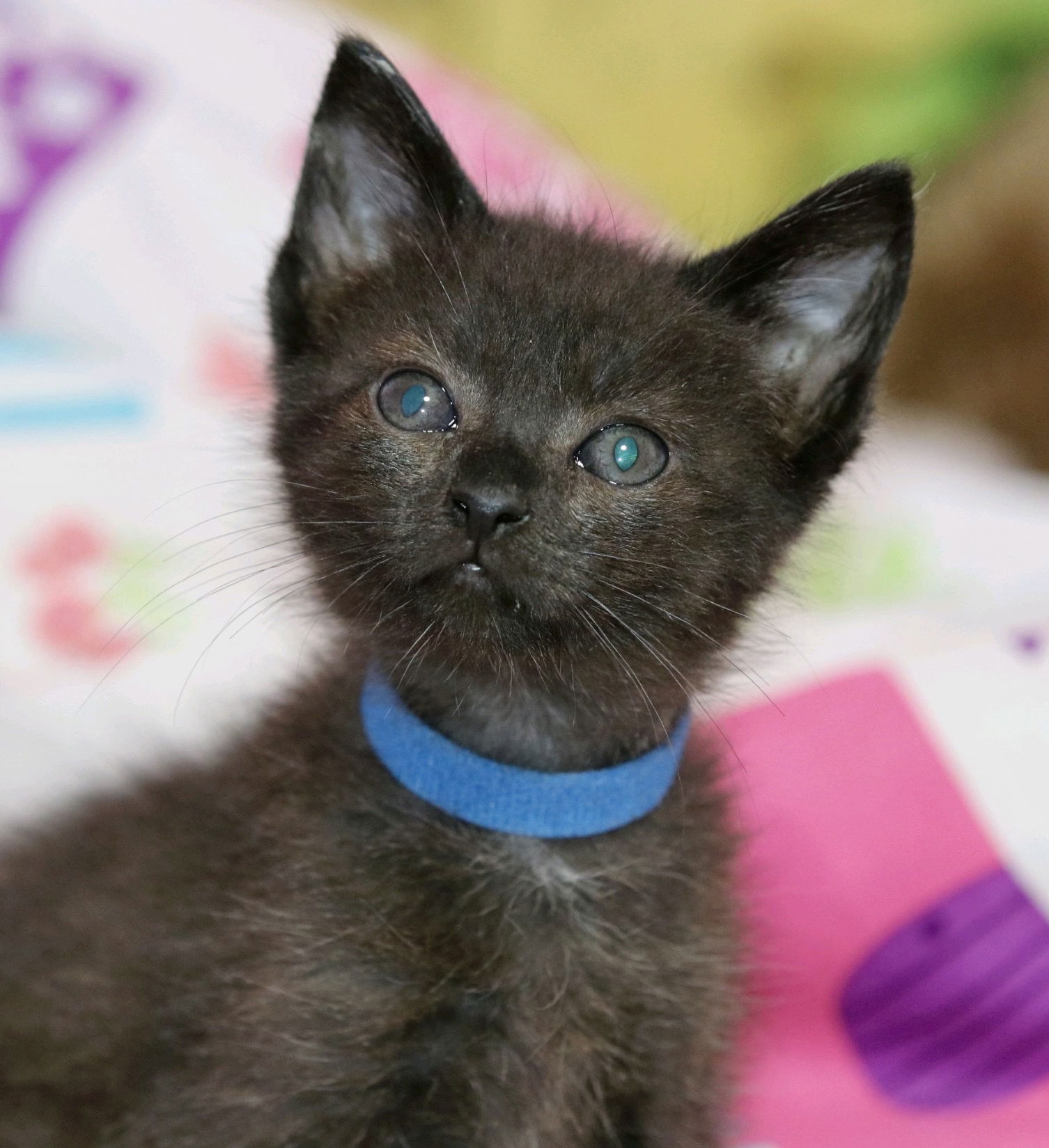 Cat adoption in Centreville, VA 20122: Domestic Short Hair Cat 